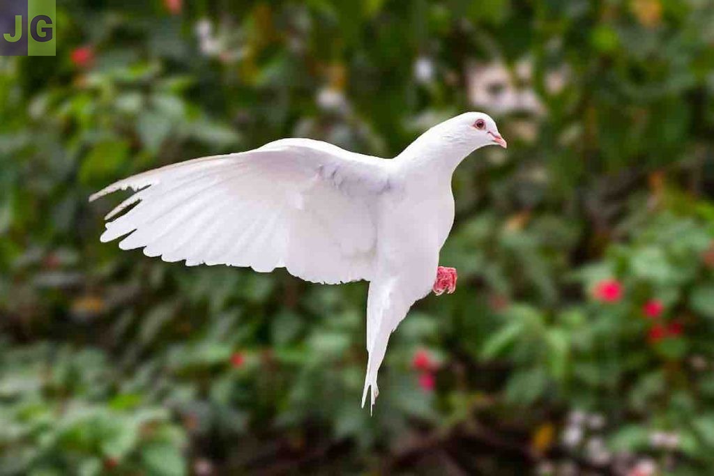 PIGEONS VOYAGEURS BLANCS PURE RACE