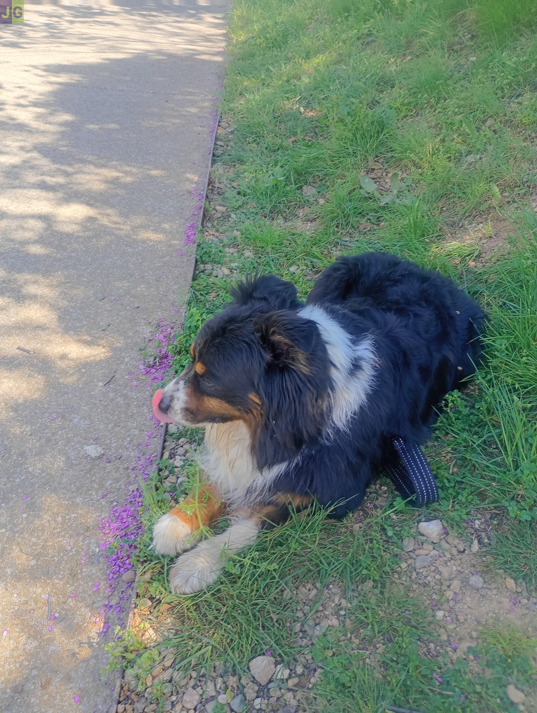 Garde de chiens à Béziers
